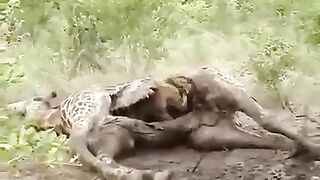 hyenas eating giraffe