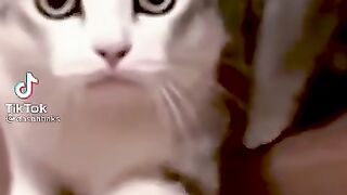 Cat and milk ????