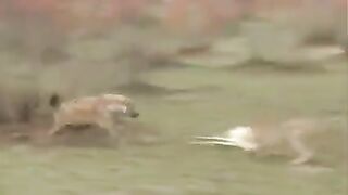 lucky deer