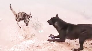 Cat vs dog fight