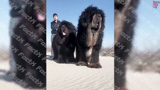 Animals comedy moments