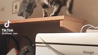 Cat and ????