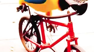Parrot Cycling
