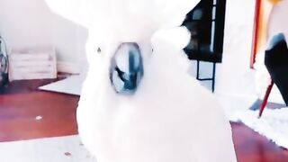 Hoodie Parrot