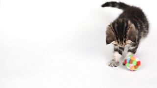 Cute Kitty Playing
