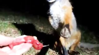 Feeding a Fox ????