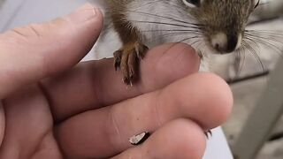Little Red The Baby Squirrel: Cuteness Overload