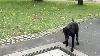 Funniest Videos 2023 ???? Cute Cats and Funny Dogs ???????? #22.