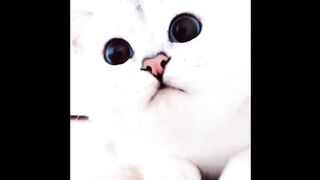 ПРИКОЛЫ С ЖИВОТНЫМИ 2019 // милые животные // приколы с котами // НОВЫЕ ПРИКОЛЫ