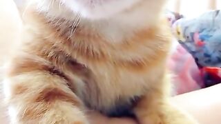Funny cat 342