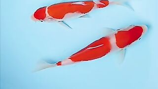 Beautiful koi fish