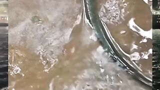 Beginilah jadinya jika lintah ketemu ama cacing