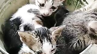 Bucket full of kittens