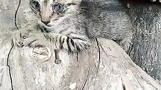 timba