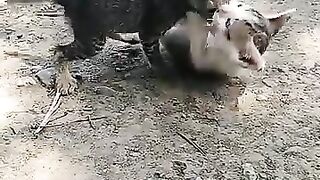 play  CATS