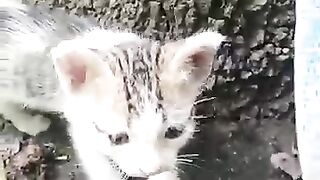 Kittens time