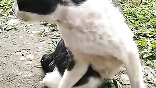 tuxedo cat