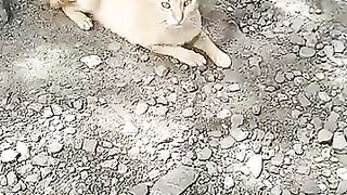 Stray cats