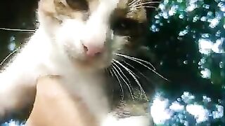 The cute Kitten morning simba