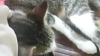 Kitten cleaning feet