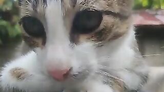 Cute Kitten afternoon chill