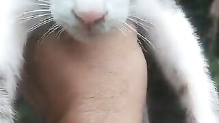 Simba Kitten