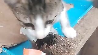 I am feeding a little kitten.