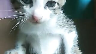 Play this video to confuse your cats and Kittens | Funny kitten and mom conversation