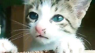 Meow Meow cute cat and beautiful kitten satisfying asmr