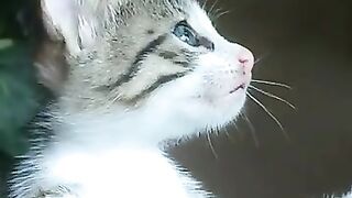 Meow Cute Kitten meowing so adorable