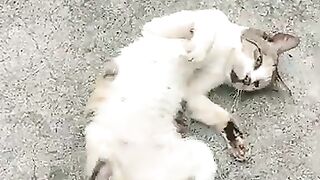 Calico cat