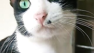 cute cats and kitten family update