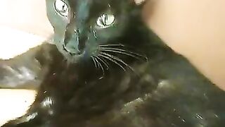 Baby kitten age 8 hours | Cute cat and kitten