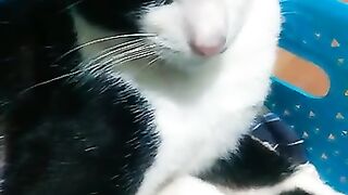 Tuxedo cat is cute