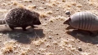 Terengiling vs landak