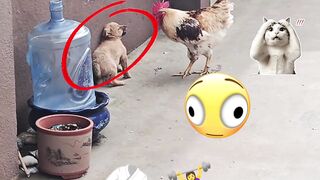 Puppy vs Angry Chicken