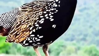 Beautiful moment of nature, with black partridge