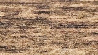 Speed and Strategy: A Cheetah Duo on the Hunt