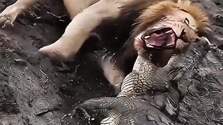 Singa vs buaya