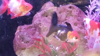 Fish aquarium 3