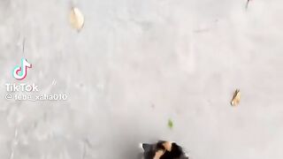 So Cute Kitten 6