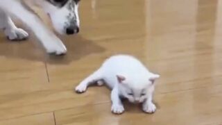 Woi anak gua???? dasar doggi - Tigerasia88