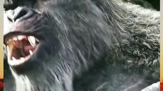 Gara-gara sakit gigi parah sampai giginya patah, King Kong terpaksa turun ke dunia manusia buat nyari dokter gigi! ????????