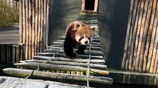 Little Red Panda's Big Morning Adventure