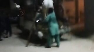 Bull Offloading