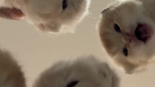 3 Kittens, 1 Brain Cell Shared