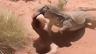 Pertarungan sengit antara ular vs komodo