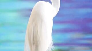 Great Egret pauses for a moment of tranquility