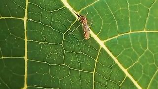 Mosquito 4