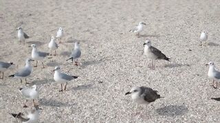 Прекрасные чайки на море